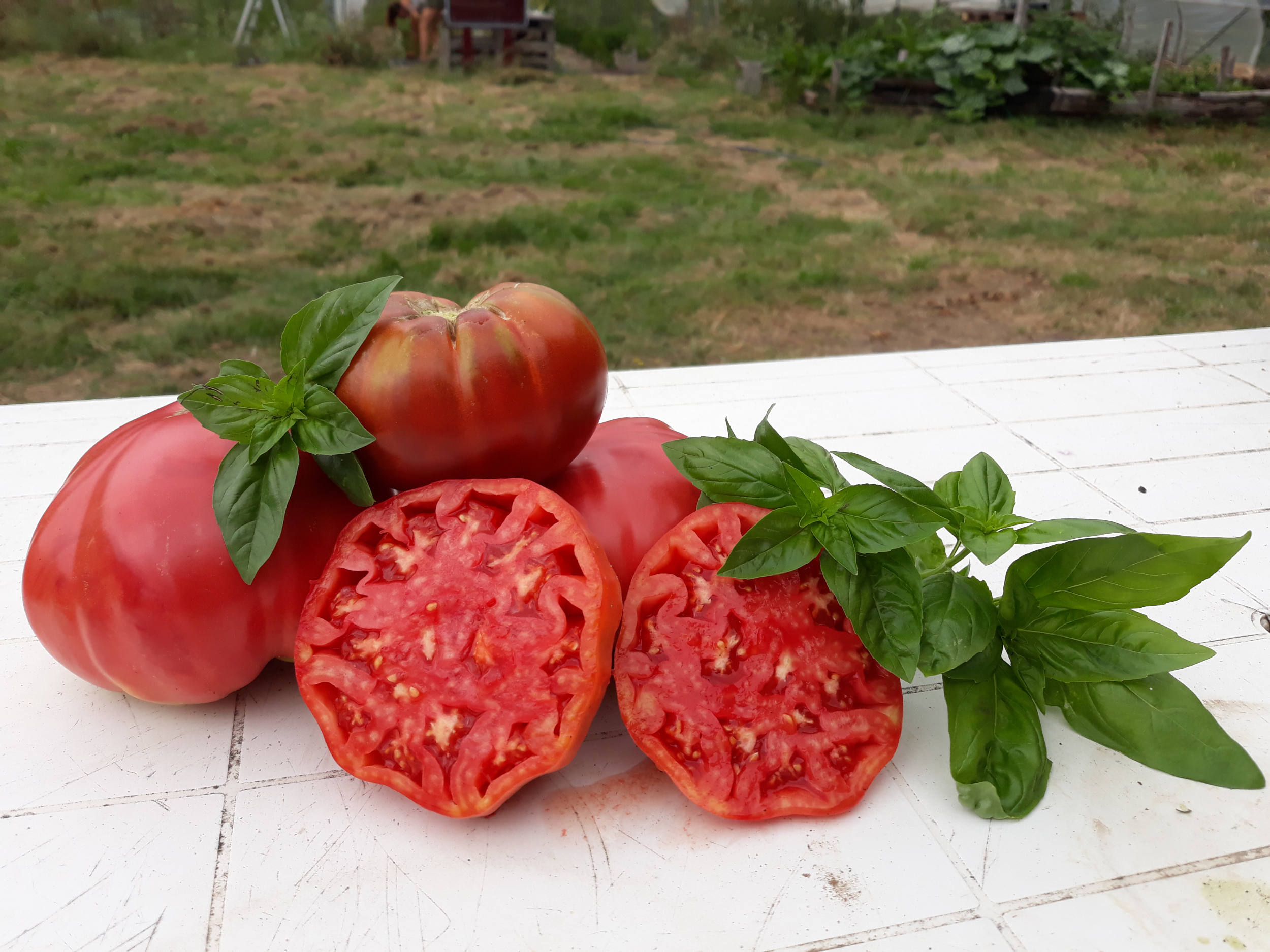 photographie tomates et basilic